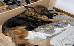 German Shepherd dogs for sale: Golden Shepherd Puppies ready now!  - Image 7