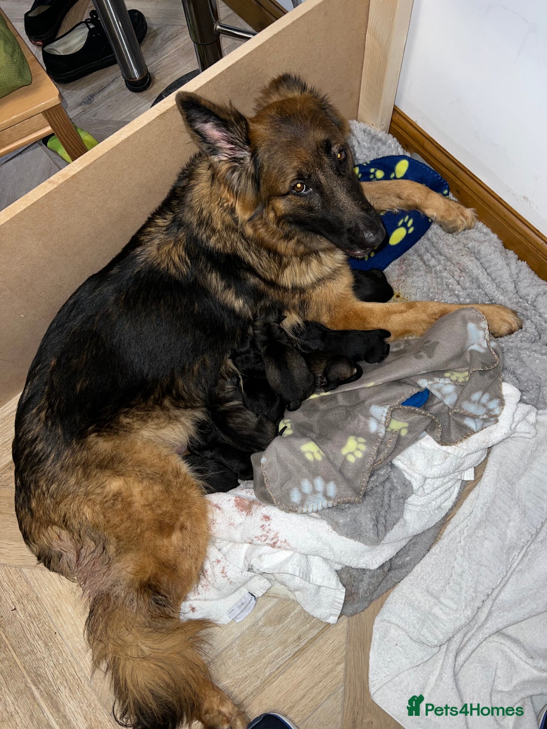 German Shepherd dogs for sale: Golden Shepherd Puppies ready now!  - Image 7