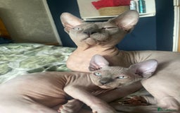 Sphynx cats for sale: Tica Registered Sphynx Kitten - Image 5