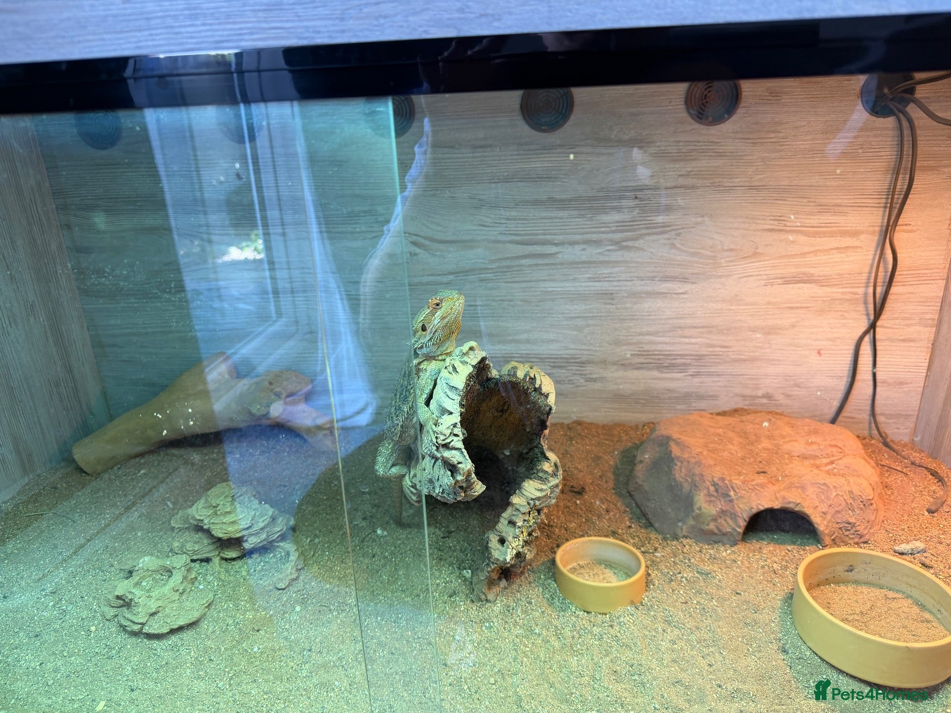 Dragon reptiles Bearded Dragon (Dave) + Enclosure  - Advert 2