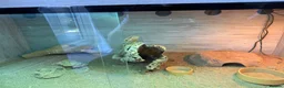 Dragon reptiles for sale: Bearded Dragon (Dave) + Enclosure  in Liverpool - Advert 2