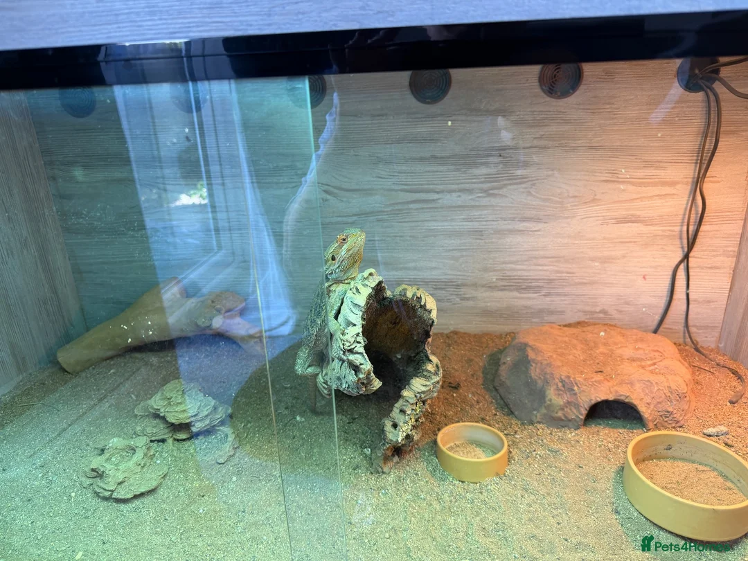 Dragon reptiles for sale: Bearded Dragon (Dave) + Enclosure  in Liverpool - Advert 2