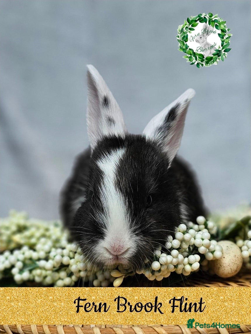 Continental Giant rabbits Purebred Continental Giants  - Advert 6