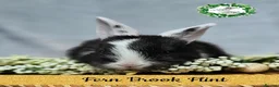 Continental Giant rabbits for sale: Purebred Continental Giants  - Advert 2