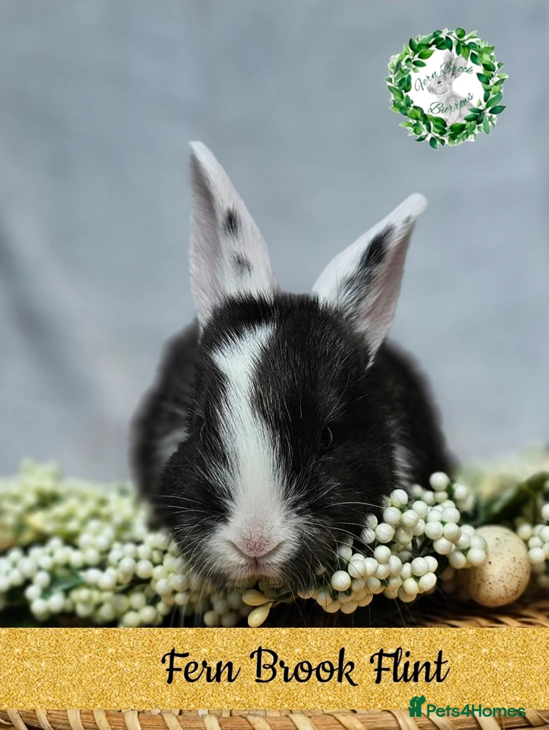 Continental Giant rabbits for sale: Purebred Continental Giants  - Advert 2