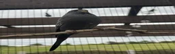 Budgerigars birds for sale: Budgies Blackface Blackwing - Advert 1