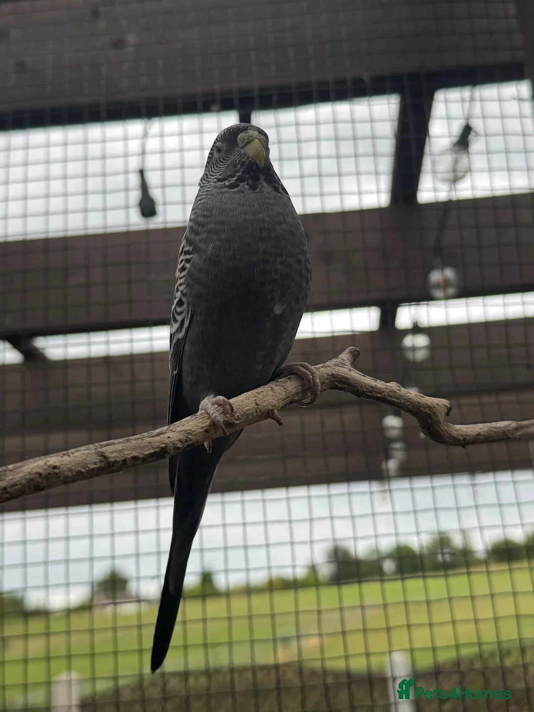 Budgerigars birds for sale: Budgies Blackface Blackwing - Advert 1