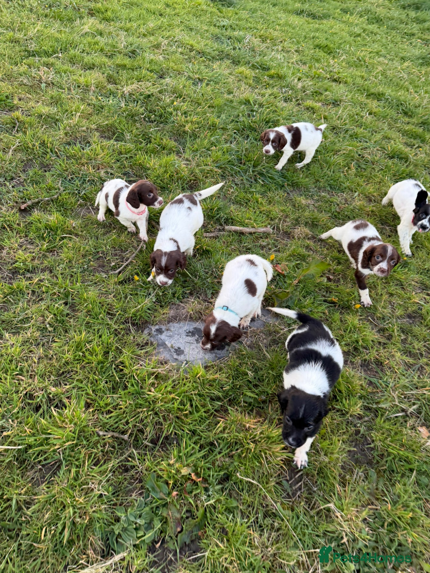 English Springer Spaniel dogs KC Registered English Springer Spaniel Pups - Advert 1