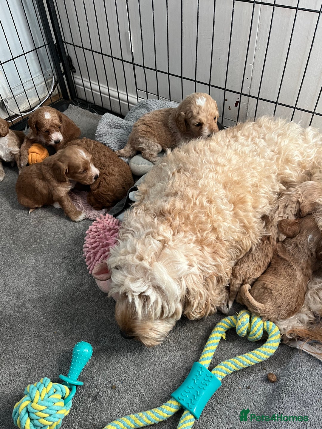 Cockapoo dogs for sale: Cockapoo puppies - DNA Health test clear  - Image 27