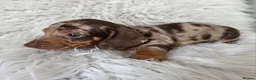 Miniature Dachshund dogs for sale: kc reg, pra clear daxi pups. 5* licensed breeder  - Advert 7