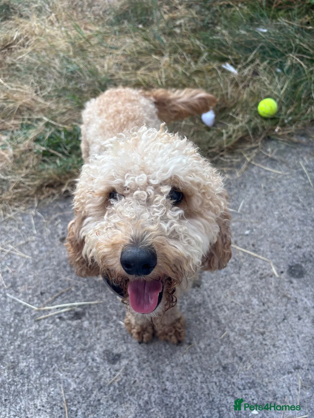 Cockapoo dogs for sale: Tommy cockapoo🐶🦴 in Chester - Advert 2