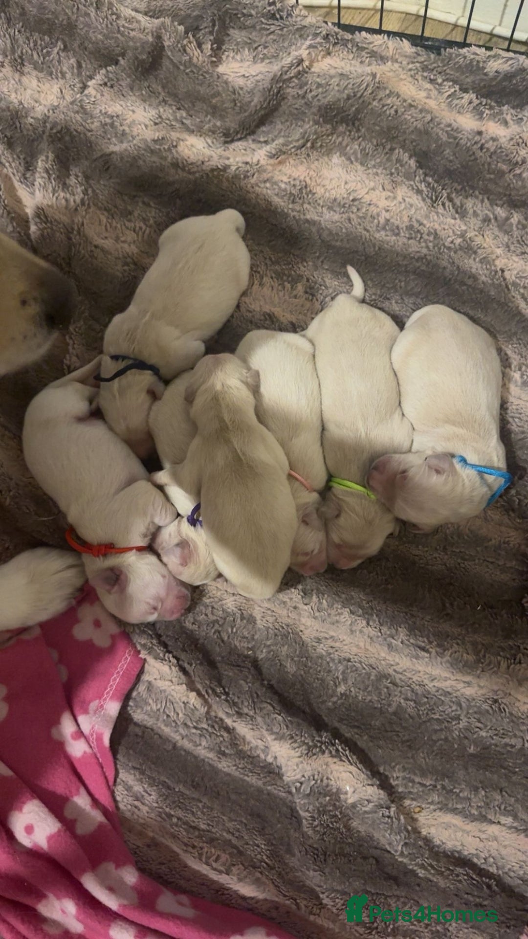 Golden Retriever dogs for sale: Full pedigree golden retriever puppies  - Advert 3