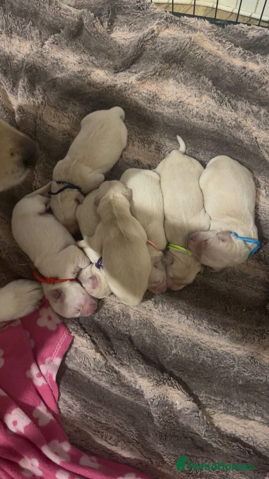 Golden Retriever dogs for sale: Full pedigree golden retriever puppies  - Advert 3