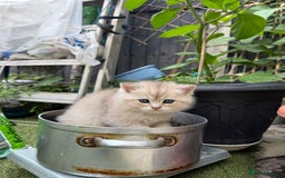 Scottish Fold cats for sale: Scottish fold and straight kittens - Image 8