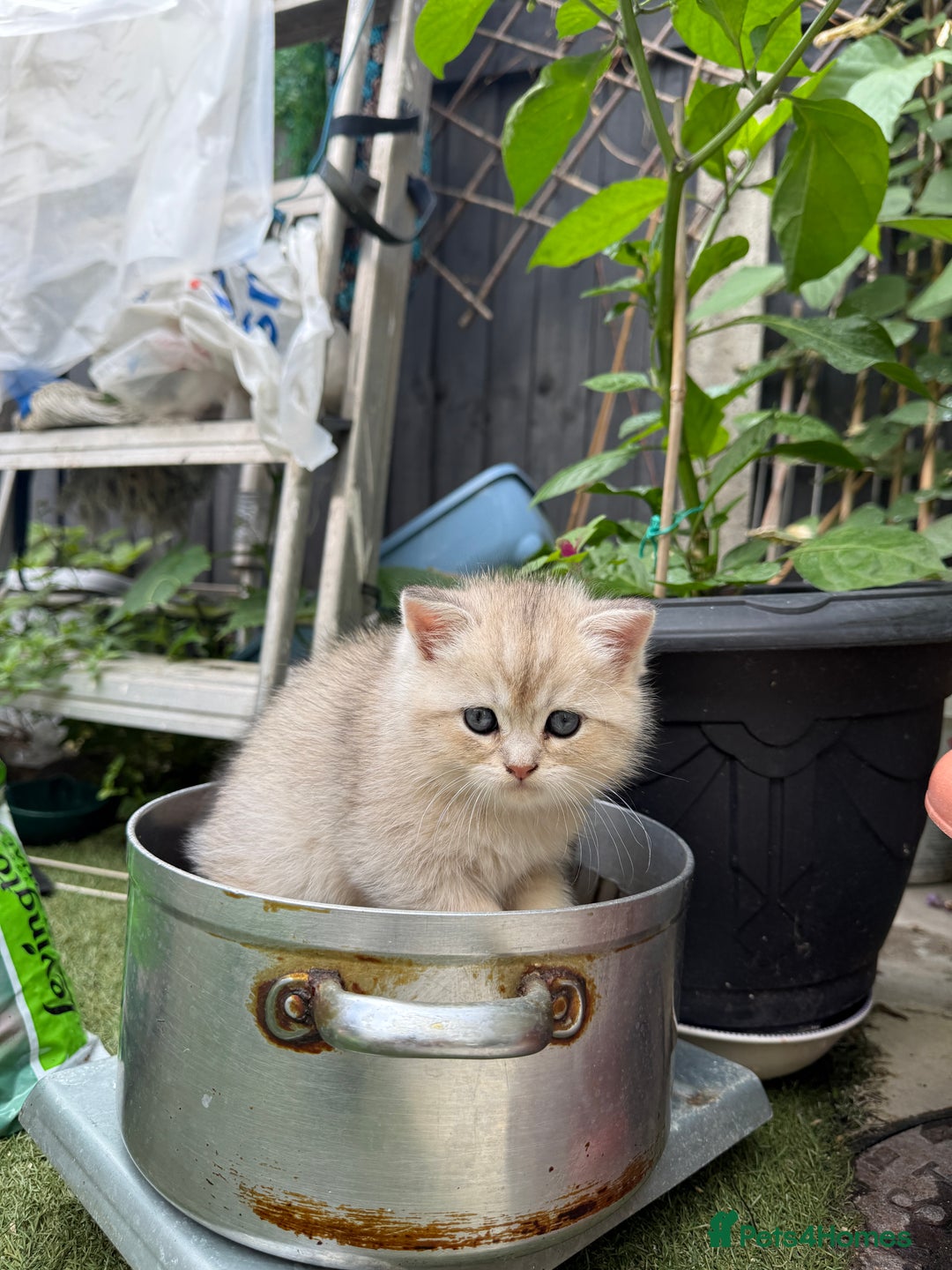 Scottish Fold cats for sale: Scottish fold and straight kittens - Image 8
