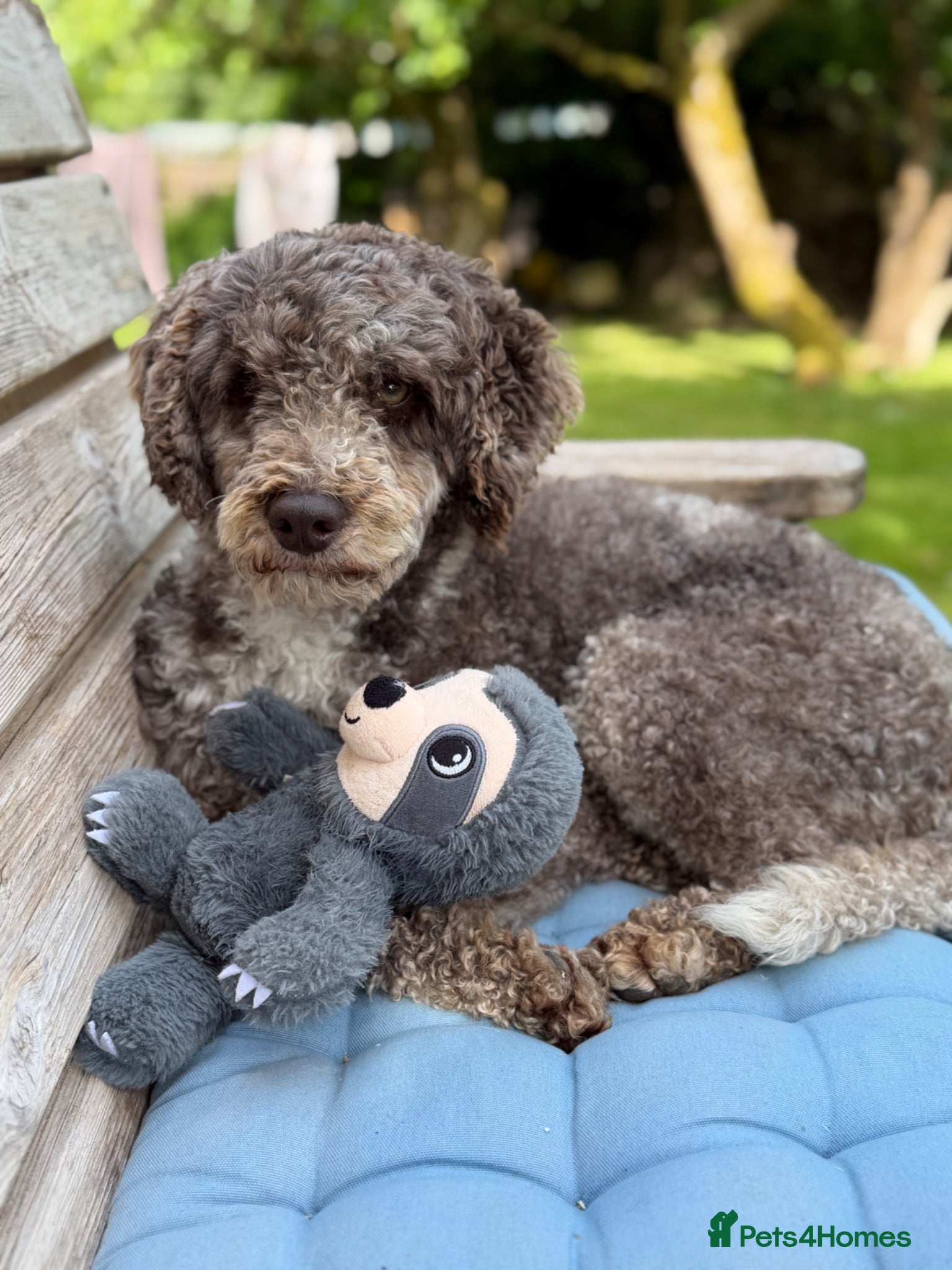 Labradoodle dogs Miniature Poodle Stud Dog DNA Tested Somerset - Advert 1