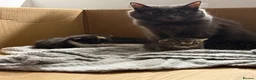 Mixed Breed cats for sale: 3 kittens available now  in Bedlington - Advert 3