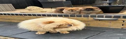 Chow Chow dogs for sale: STUNNING CHOW CHOW PUPPIES READY NOW - Advert 1