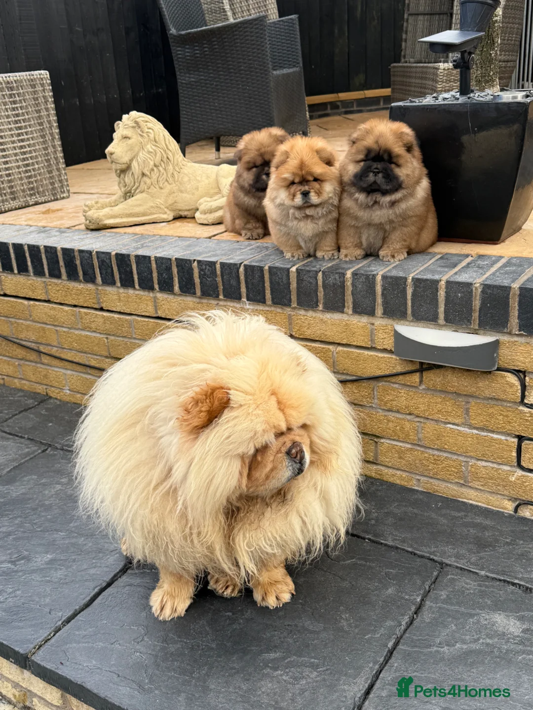 Chow Chow dogs for sale: STUNNING CHOW CHOW PUPPIES READY NOW - Advert 1