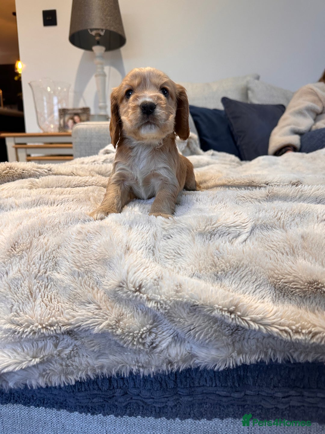 Cocker Spaniel dogs for sale: Stunning Working X Show Puppies. The Perfect Mix - Advert 14