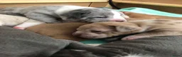 American Bully dogs for sale: Lilac Merle Pocket Bully bitches available  - Advert 12