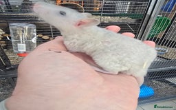 Rat rodents for sale: Babies rats, rex, dumbos and fancy - Image 25