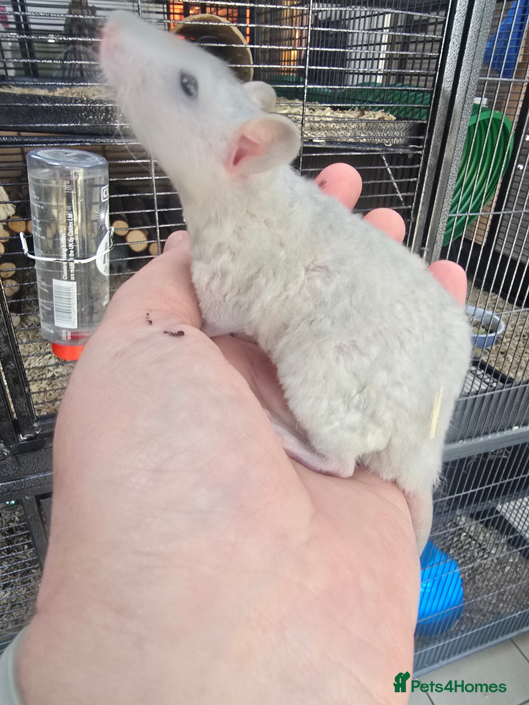 Rat rodents for sale: Babies rats, rex, dumbos and fancy - Image 25