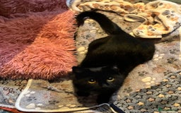 Mixed Breed cats for adoption: Tiny abandoned kitten needs a forever home - Advert 4