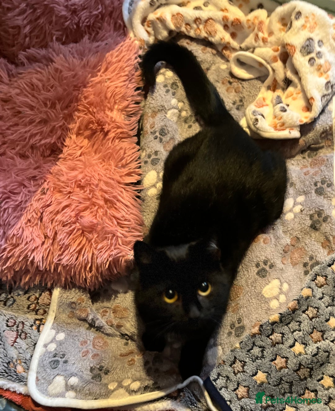 Mixed Breed cats for adoption: Tiny abandoned kitten needs a forever home - Advert 4