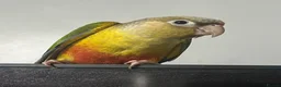 Conures birds for sale: Hand Reared Conures - Advert 14