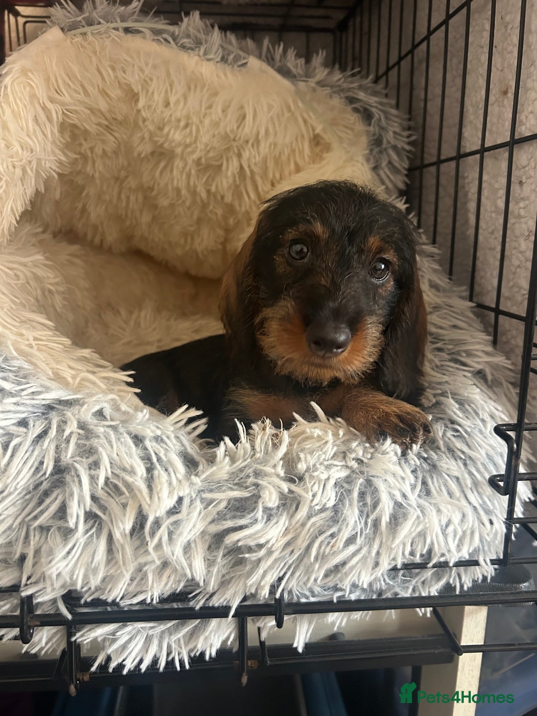 Dachshund dogs for sale: 2 left! standard dachshund puppies ready now! - Image 11