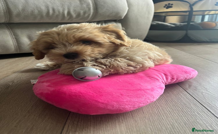 Maltipoo dogs - Advert 7