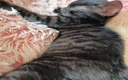 Bengal cats for sale: 5 stunning boy bengal x snow lynx  - Advert 8