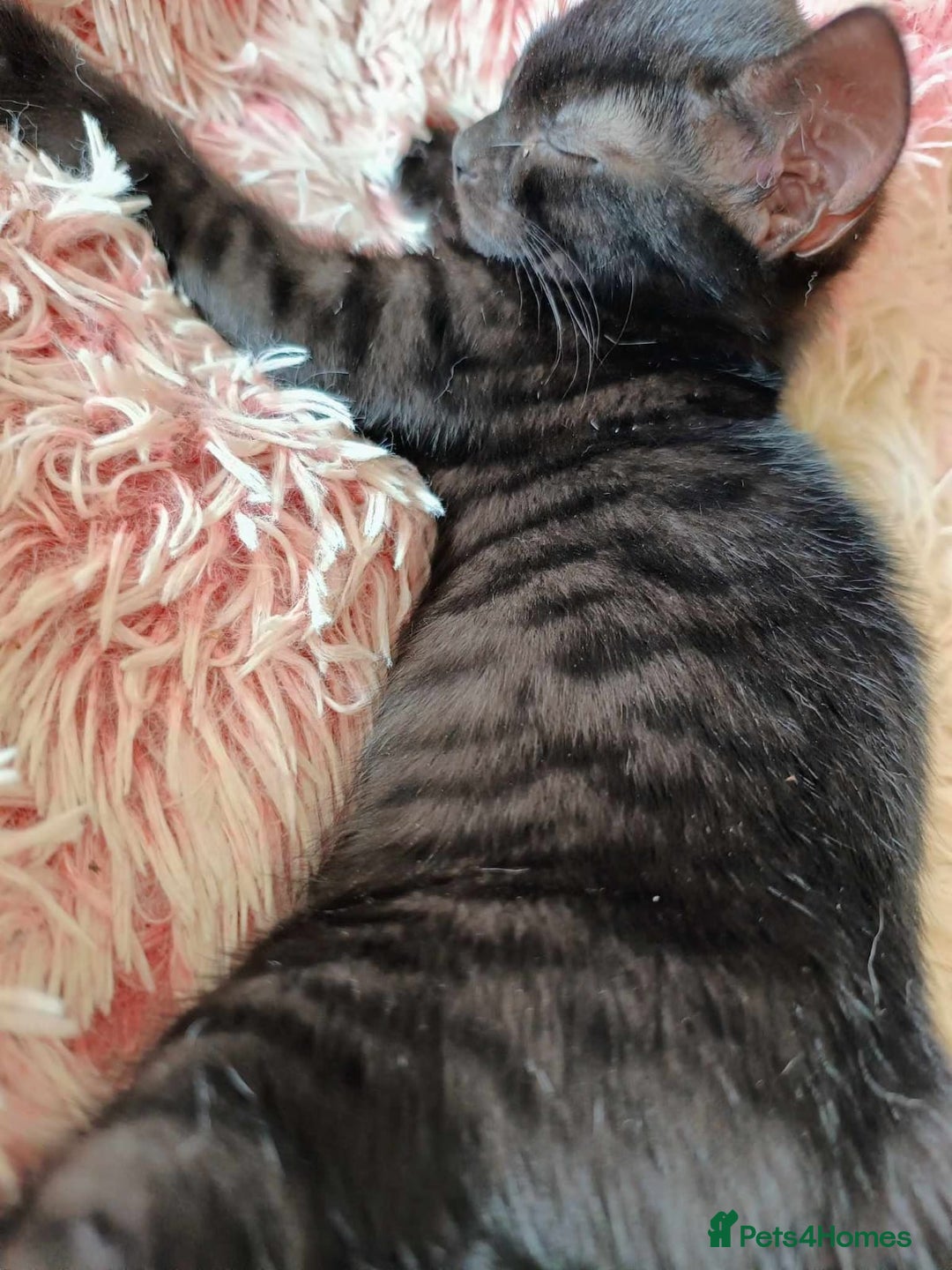 Bengal cats for sale: 5 stunning boy bengal x snow lynx  - Advert 8