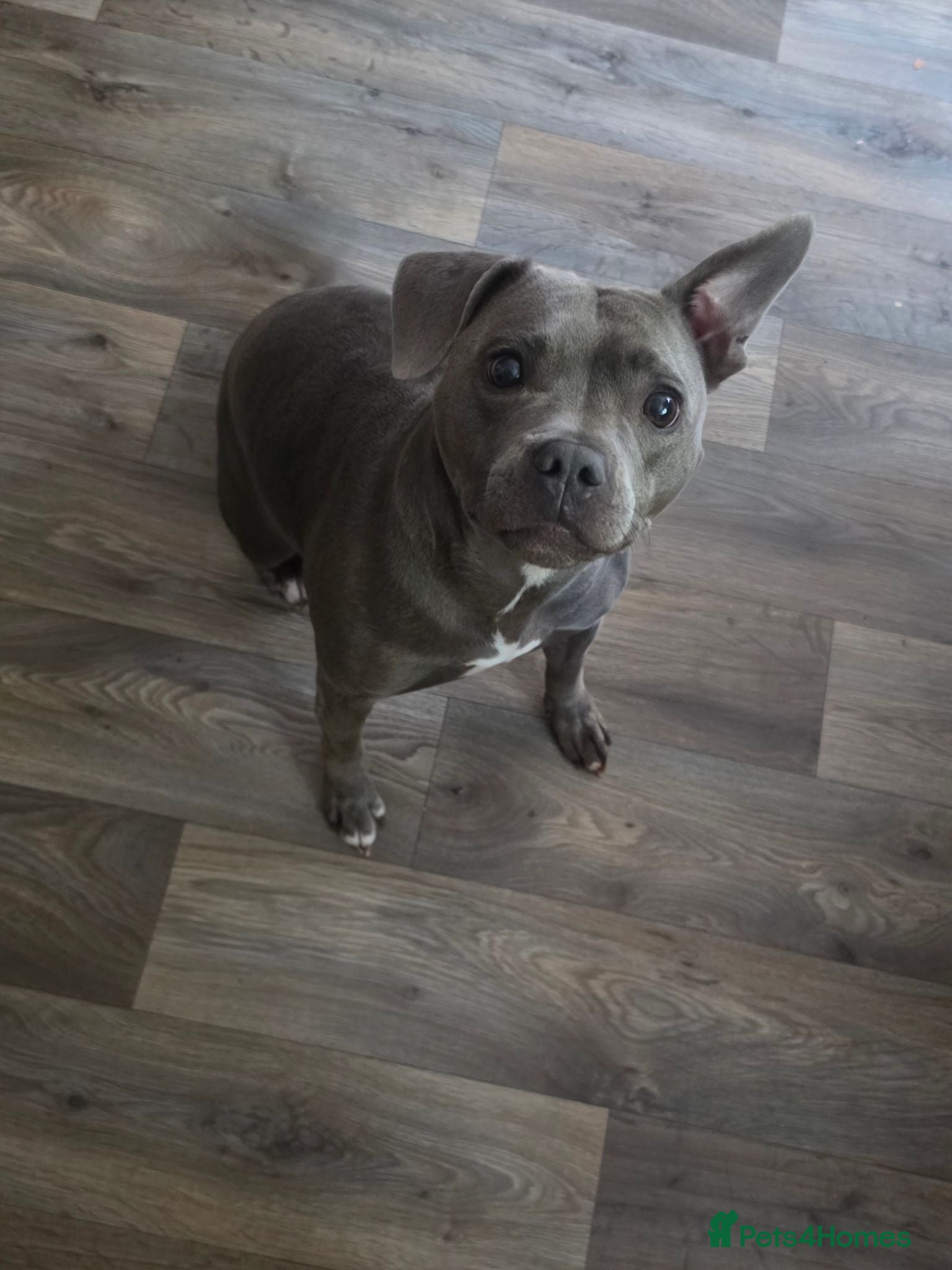 Staffordshire Bull Terrier dogs 3 year old Staffordshire bull terrier  - Advert 6