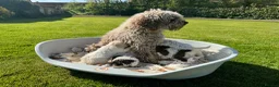Lagotto Romagnolo dogs for sale: Lagotto Romagnolo - Advert 7