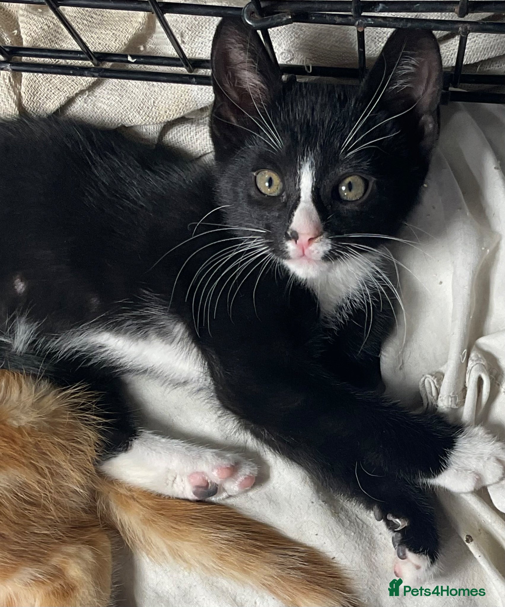 Mixed Breed cats 2 kittens for sale KT4 - Advert 2
