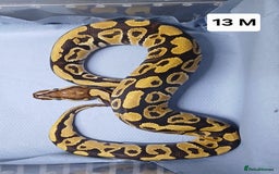 Python Snake reptiles for sale: Royal Python Morph Hatchlings  - Image 25