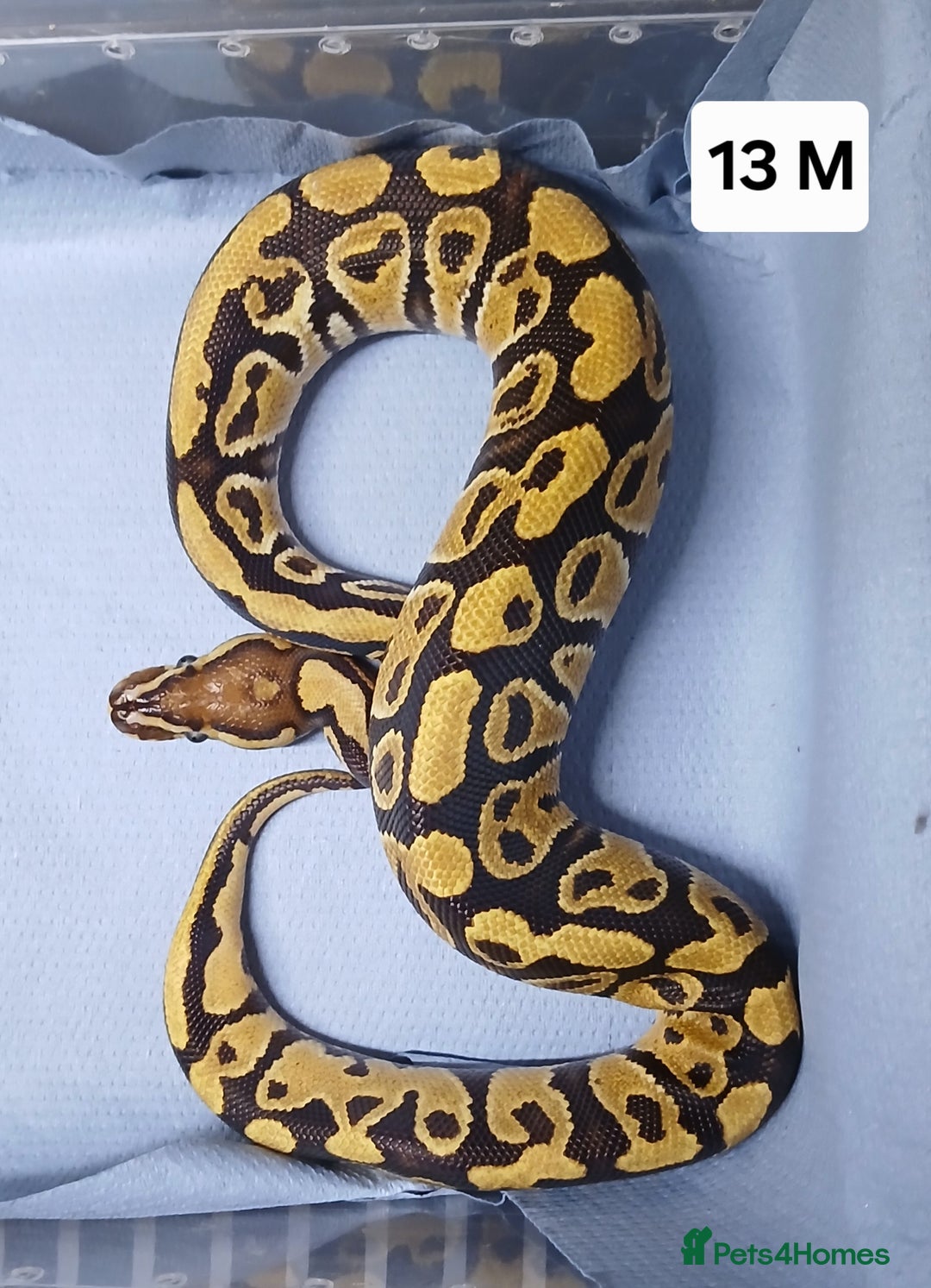 Python Snake reptiles for sale: Royal Python Morph Hatchlings  - Image 25