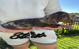 Miniature Dachshund dogs for sale: Purebred mini doxies dapples shorthair - Image 5