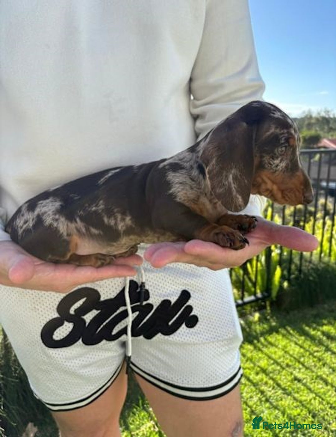 Miniature Dachshund dogs for sale: Purebred mini doxies dapples shorthair - Image 5