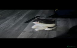Devon Rex cats for sale: Stunning half devon rex kittens  - Image 4