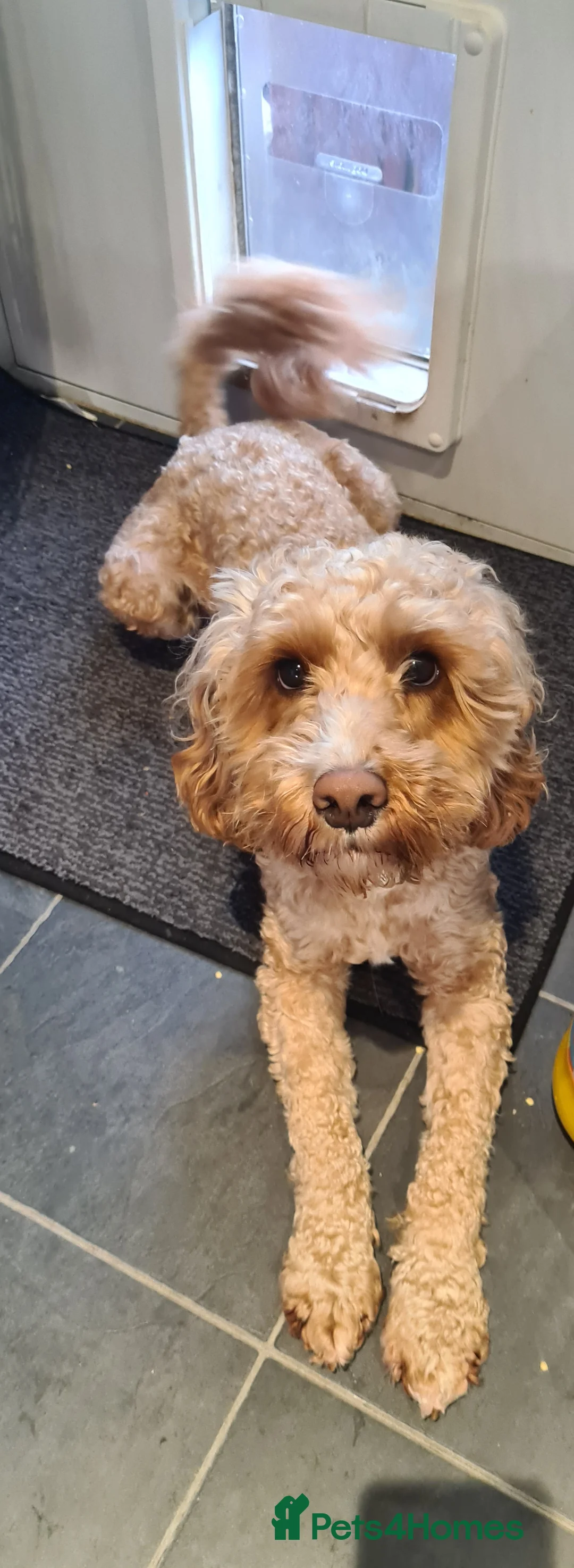 Cockapoo dogs for stud: F1 Proven Cockapoo for Stud - Advert 1