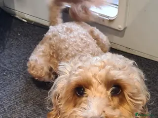 Cockapoo dogs F1 Proven Cockapoo for Stud - Advert 2