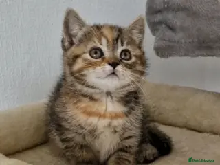 Mixed Breed cats 2 kittens half British shorthair - Advert 15