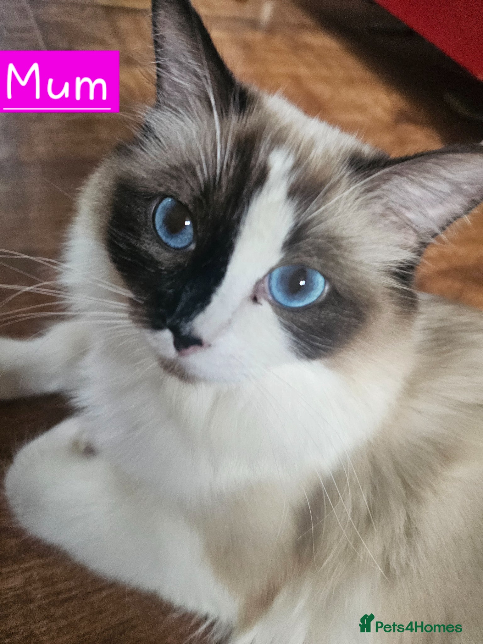 Ragdoll cats for sale: Beautiful Ragdoll Kittens  - Advert 13