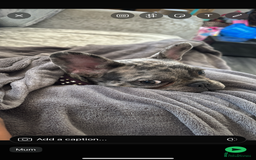 French Bulldog dogs for sale: Merle french bulldog  - Image 5