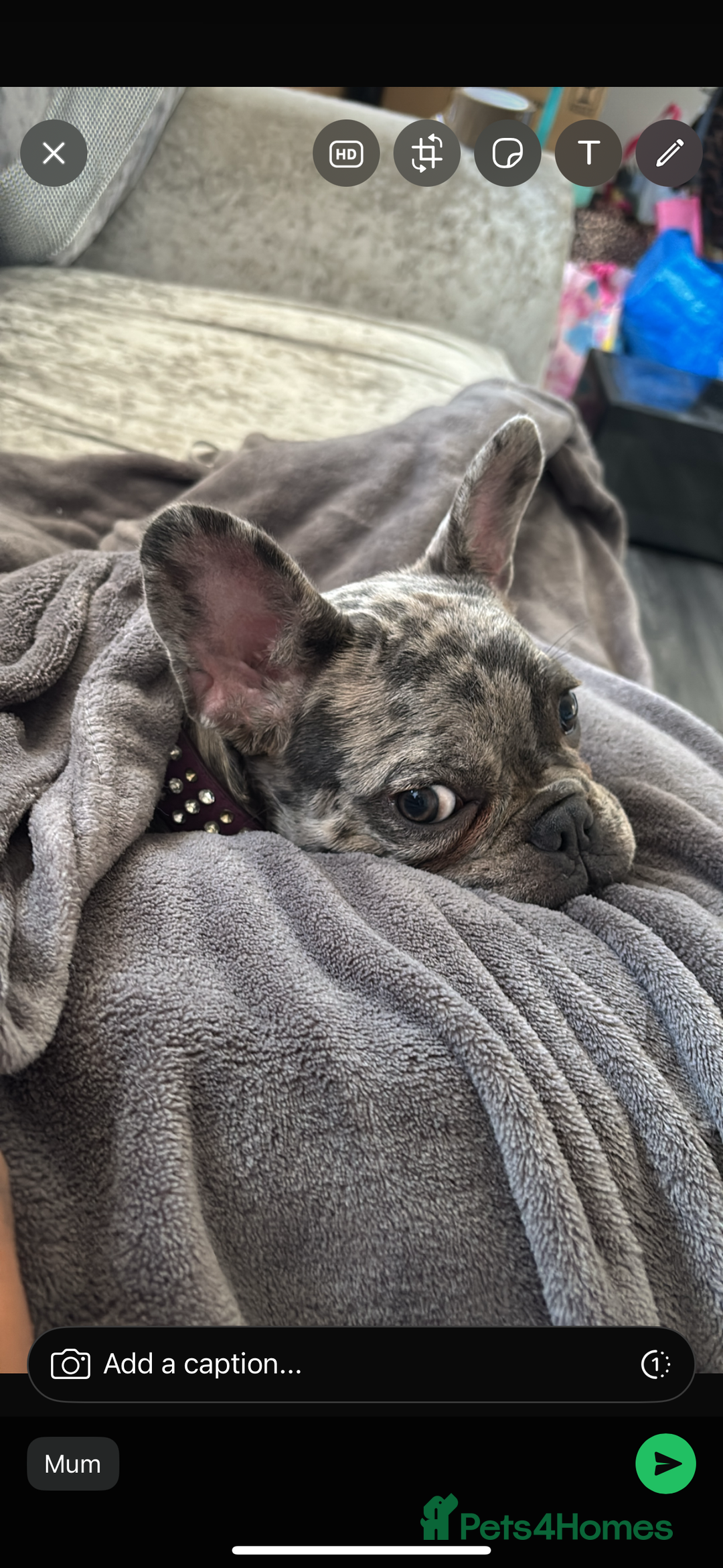 French Bulldog dogs for sale: Merle french bulldog  - Image 5