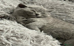 British Shorthair cats for sale: Adorable British Shorthair Kitten - Image 8