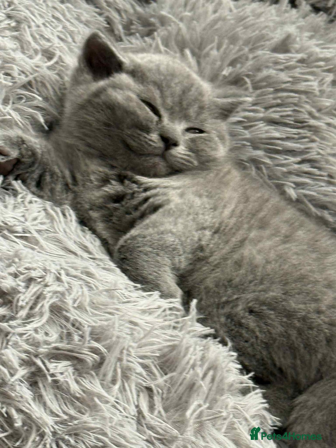 British Shorthair cats for sale: Adorable British Shorthair Kitten - Image 8